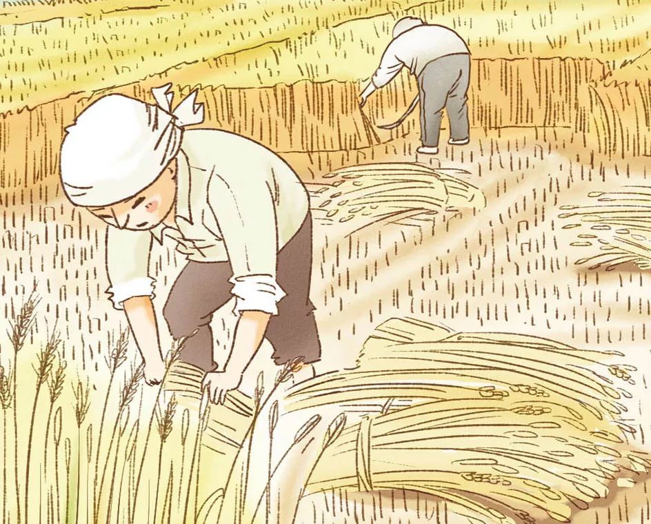 芒種